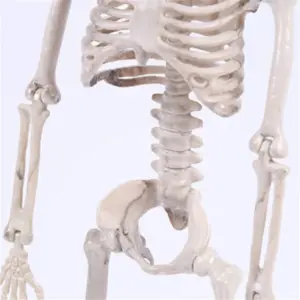 Realistic 40cm Resin Skeleton for Decor 8 H9a3538bcb33e4b0e9829a41ad3080de0S