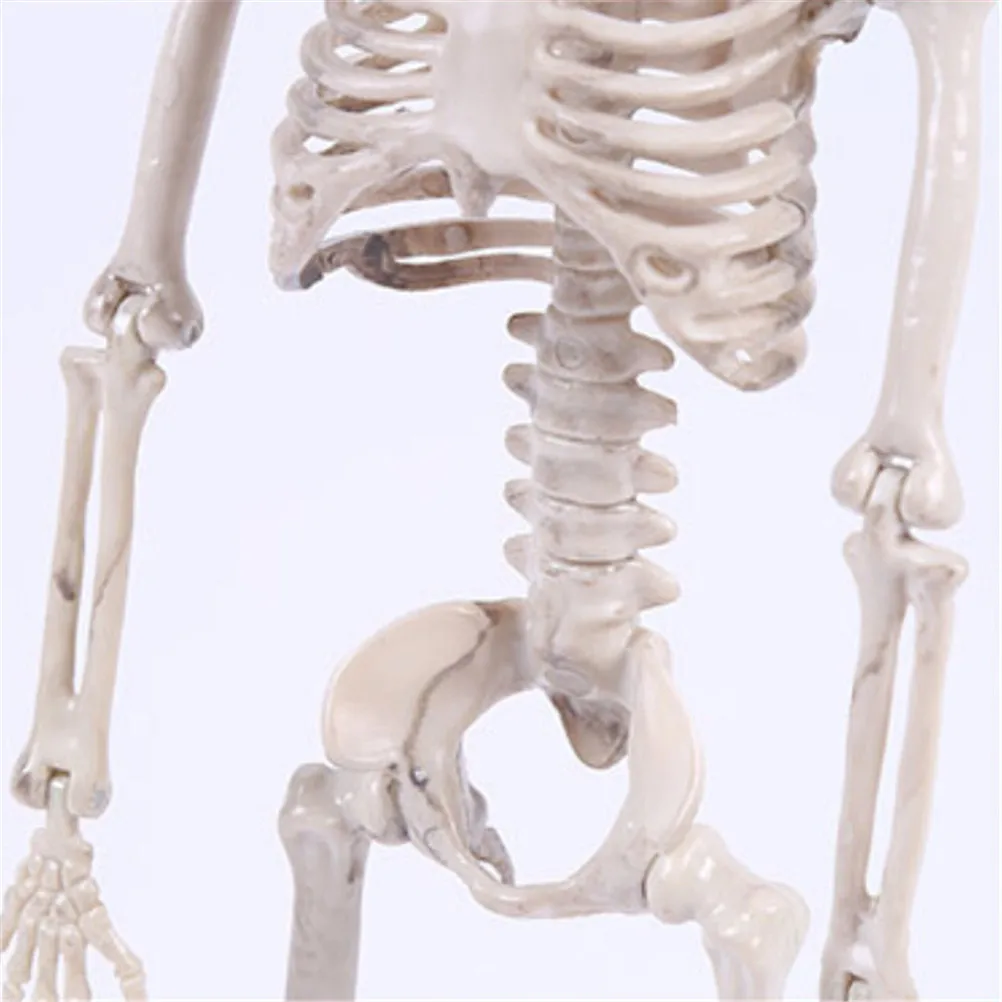Realistic 40cm Resin Skeleton for Decor 3 Realistic 40cm Resin Skeleton for Decor - Image 3
