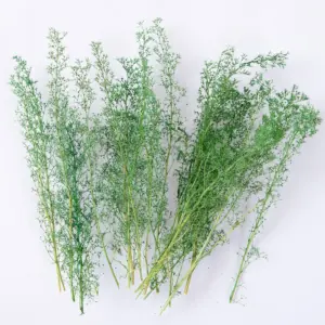 S115dfc94ae214df58d118c0197b6b5cfE