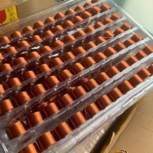 S3f4646e26fd442fb8fad9d7bab6d21efp