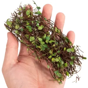 S4090d8a086284d919b8335358e5f66deq