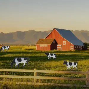 Miniature Holstein Cows for Model Layouts 11 S488afae5608142b582d1812cc303a378P