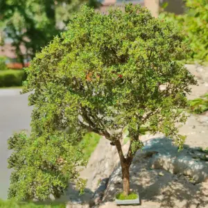 Miniature Tree Foliage Terrain Powder for Dioramas 14 S83ab8d28d817467d9a40e66c6113ea5dW