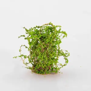 Sbfc85b21107e4bdf953cd04c047c6b34Q