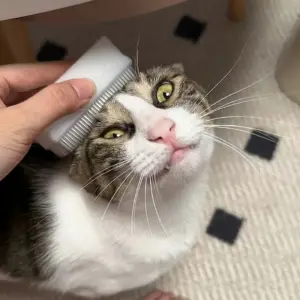 Gentle Cat Tongue Grooming Brush 9 Sfe3e1bd7c7064304a5e32980667840b33