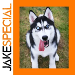 Universal Outdoor Speaker Mount for JBL and Beats