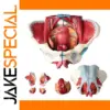 Vibrant Female Pelvis Anatomy Model by ZJMZYM