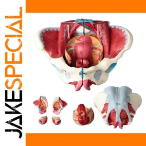 Vibrant Female Pelvis Anatomy Model by ZJMZYM