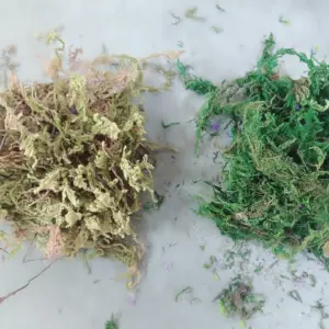 S04a8db6645ee4a6babfc091d3d6e26f2o