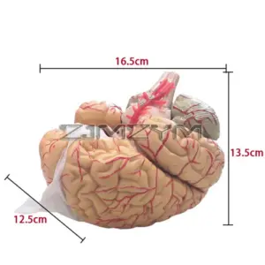 S1c9c6268450e4848a3be0417fc9dac20m