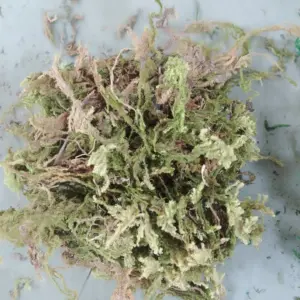 S3786563b798b446c858110fcdb6771b0z