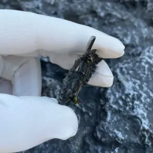 Vintage European Military Eagle Brooch 9 Sb20b531f5d30466fbf269deae2eeb017W