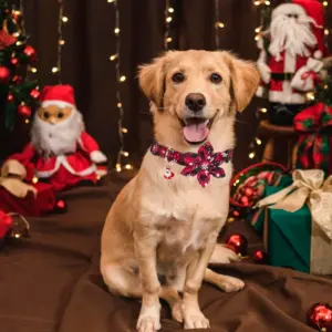 S014ffbb5f1994e83ab3744bd311c20459