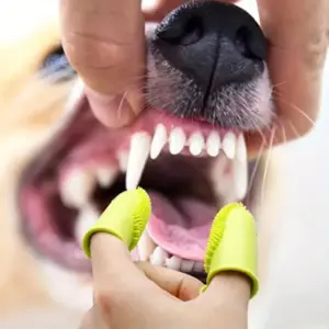 S0d978919057a40f1b3e9cd5ab7310c4bA