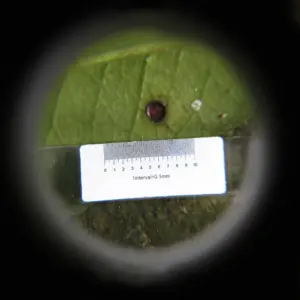 8X Illuminated Magnifier with Acrylic Lens 8 S18be2f6db0d447cc99569e4e64d9105cq