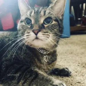 S327bc8babe864e39815d73a09156e43ft