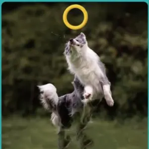 Vibrant Orange Water-Float Dog Ring Toy 11 S509201cb1ce241bb981a162d2f8233e9X