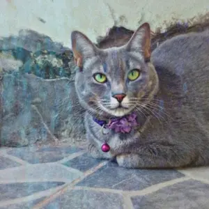 Vibrant Adjustable Pet Collar with Floral Accent 13 Scdb43bb67a2d4c6a947cc69feddce379u