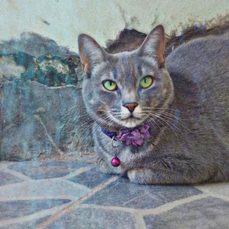 Vibrant Adjustable Pet Collar with Floral Accent 4 Vibrant Adjustable Pet Collar with Floral Accent - Image 4