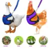 Vibrant Blue Poultry Harness with Leash
