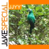 Faux Feathered Parrot Bird Statue in Two Sizes